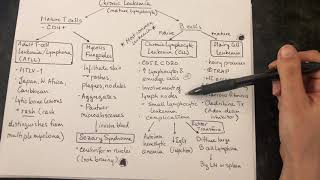 Chronic Leukemia Schematic [upl. by Atiker247]