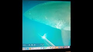 Great White Shark Encounter Catalina Island [upl. by Anowahs916]