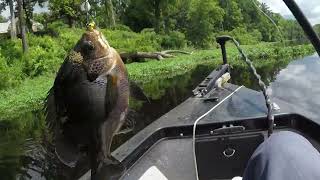 Bull Bluegill On The Spinner May 15 2024 [upl. by Anahsat]