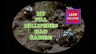 My PILL MILLIPEDES Had BABIES  with Leon Hills  LEON CREATOR [upl. by Jacklyn]