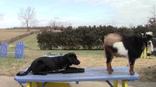 Training Your Labrador Retriever Puppy Part Four [upl. by Button838]