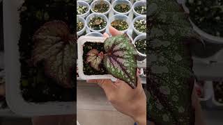 Begonia Mystery plants garden greennaturehousplants begonia [upl. by Ytitsahc]