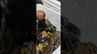 Live boy mud crab seafood warehouse seafood warehouse baoseafood fishing fish sm crabhouse [upl. by Htebazileharas149]