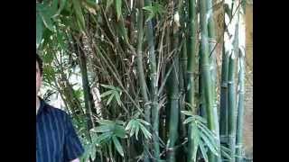 How to grow big timber bamboo [upl. by Pace]