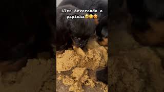 Filhotes devorando a papinha ❤️🥰 filhotes filhotesfofinhos rottweiler [upl. by Wyck]