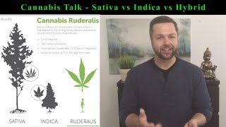 The TRUE DIFFERENCE Between a Cannabis Sativa Indica and Hybrid Plant [upl. by Idnis]