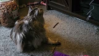 Maine Coon Cat out her tree on Silvervine Cat nip [upl. by Diehl]