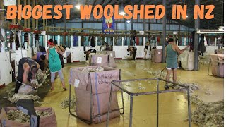 18 Stand Woolshed NZ  Ngamatea Station Shearing 2014 [upl. by Sugirdor]