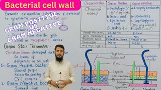 Bacterial cell wall  the cell envelope  gram positive vs gram negative cell wall  class 11 [upl. by Nwahsud]