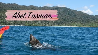 NEUSEELAND VLOG 8  Seelöwen Kayak Tour im Abel Tasman NP [upl. by Leann878]