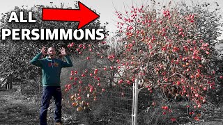 How to Grow a Persimmon Tree Complete Growing Guide [upl. by Gruver]