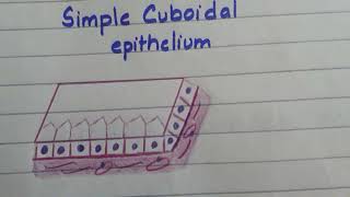 Simple cuboidal epithelium histo diagram made easy [upl. by Jordana]