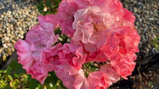 Jacky’s Favorite  blooming of floribunda rose for the first season and wave in my garden [upl. by Roshelle]