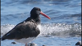 35 Resting Oystercatchers in October Ostrero Pio Americano [upl. by Rushing]