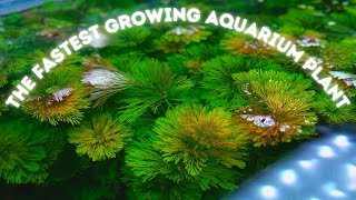 Limnophila Sessiliflora Ambulia the FASTEST growing Aquarium Plant and Ill prove it [upl. by Gates]