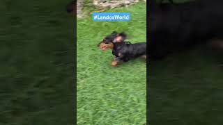 Lando on vacation puertorico orocovis viralvideo puppy dachshund [upl. by Desirea662]