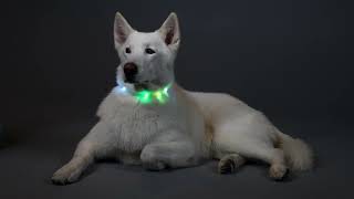 How to Customize the Length of your LED Dog Collar [upl. by Uela]