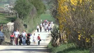 31° Camminata Gastronomica tra i Ciliegi in FiorePecetto Torinese [upl. by Scrivenor412]