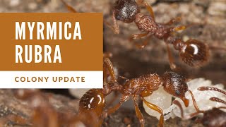 Myrmica Rubra Colony Update  4 Queens 150 Workers amp Tonnes of Brood [upl. by Sheri]