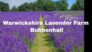 Warwickshire Lavender Farm at Bubbenhall Warwickshire [upl. by Roland684]