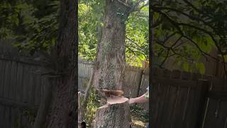 Tree felling fail Falls through Neighbors fence treefelling chainsaw fail chainsawman [upl. by Eizzik168]