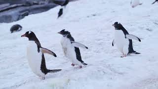 Penguin Smackdown Cute Clumsy and Funny Moments [upl. by Dupuis]