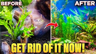 How To Get Rid Of White Algae In Your Aquarium Quick amp Easy [upl. by Azral]