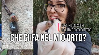 Cosa ci fanno questi nel mio orto [upl. by Ellehcit]