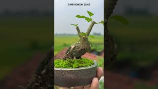 Gmelina philippensis Bonsai  Bonsai Tree  Sani Bonsai Zone music [upl. by Armond]