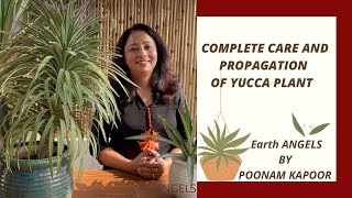 All about Yucca plant  Yucca plant complete care  Yucca plant care and propagation [upl. by Adebayo]