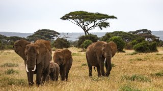 Kenya 2023  Diani Beach  Safari  Tsavo East  Amboseli  Taita Hills Wildlife Sanctuary  Kenia [upl. by Pedaias529]