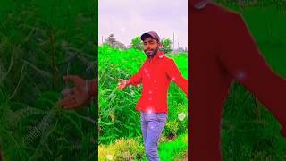 new awadhesh premi song 🥰🥰 viralvideo song bhojpuri shorts youtubeshorts [upl. by Chrissy]