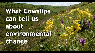 What Cowslips can tell us about environmental change Spring into Action talk [upl. by Nowahs]