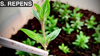 Staurogyne Repens  How to Propagate Staurogyne Repens Emersed [upl. by Tserof]