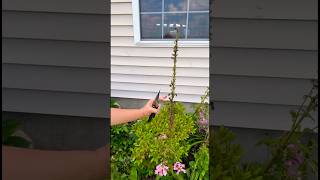 How to start foxglove plants from seed with the plants you already have in your garden [upl. by Vasquez515]