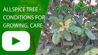 Allspice tree  conditions for growing care harvest and using [upl. by Heim]