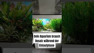 Aquarium Besatz während der Einlaufphase [upl. by Pasia]