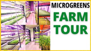 Microgreen Farm Tour🌱 Our Microgreens Business amp Micro Farm Setup🌱 [upl. by Eeltrebor]