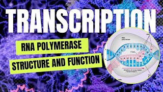 The Secrets of Bacterial RNA Polymerase Structure Function and Key Subunits Explained Examtube [upl. by Denver]