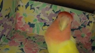 Chicken the talking lovebird 2 [upl. by Silverstein]