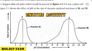 Enzyme Catalyzed Reactions  Biology exam question exam [upl. by Leschen985]