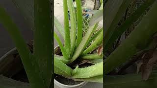 Aloe vera plant 💚shorts plants aloeveraplant gardening garden aloverabenefits alovera [upl. by Rand]