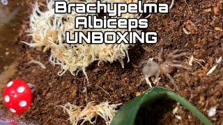 Brachypelma Albiceps Golden Red Rump Unboxing  FIRST EVER TARANTULA [upl. by Oxford]