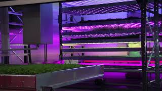 Explore IGS automated vertical farming system [upl. by Giardap]