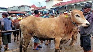 Harga Sapi Bakalan Terbaru Hari Ini Pasar Purwantoro Wonogiri Jawa Tengah [upl. by Elehcar]