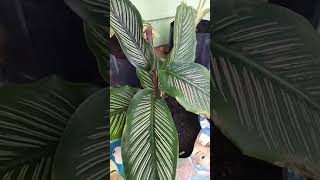 Calathea ornata [upl. by Hayse815]