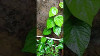 Betel plant during rain betelplant betelleaf shorts ytshorts [upl. by Zetnauq]