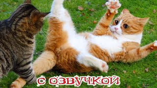 Приколы с котами Смешные коты С ОЗВУЧКОЙ Самые смешные животные [upl. by Chaffinch37]