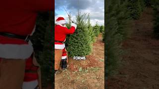 How Christmas trees are grown and prepared shorts [upl. by Rue]