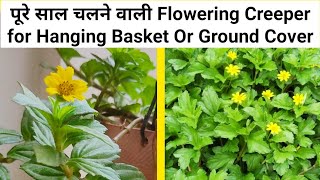 Wedelia Trilobata Creeping Daisy Flowering Plant Care In Pot  In Hindi 🍀🌿🌺 [upl. by Aysab]